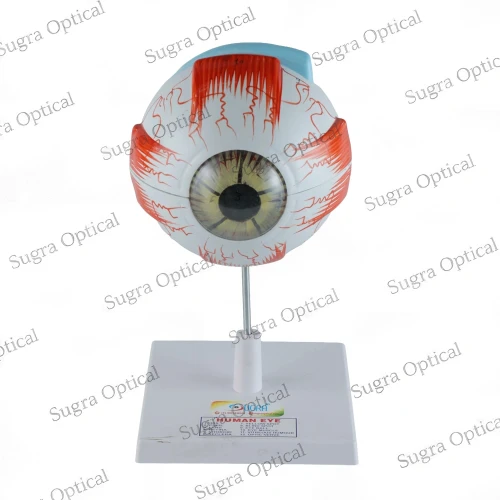 Human Eye Model