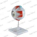 Human Eye Model thumbnail