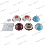 Human Eye Model thumbnail